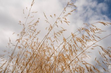 Mavi gökyüzünün arka planında kuru çimenler, arkaplan 
