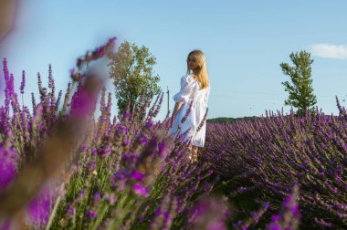Lviv, Ukrayna yakınlarındaki lavanta tarlaları. Yazın açan lavanta. Beyaz yaz elbiseli bir kız lavanta tarlalarında yürüyor ve elleriyle lavanta çiçeklerine dokunuyor. Seçici odak