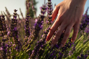 Lavanta tarlası, lavantaya dokunan kadın eli.