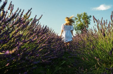 Lviv, Ukrayna yakınlarındaki lavanta tarlaları. Yazın açan lavanta. Beyaz yaz elbiseli bir kız lavanta tarlalarında yürüyor, dikiz aynasından ve lavanta çiçeklerine eliyle dokunuyor. Seçici odak