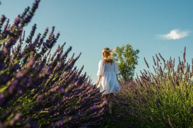 Lviv, Ukrayna yakınlarındaki lavanta tarlaları. Yazın açan lavanta. Beyaz yaz elbiseli bir kız lavanta tarlalarında yürüyor, dikiz aynasından ve lavanta çiçeklerine eliyle dokunuyor. Seçici odak