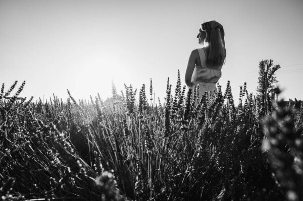 Black and white portrait of a girl in a white summer dress walking through lavender fields, back view. Lavender fields near Lviv, Ukraine. Blooming lavender in summer. Sunset. Selective focus