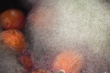 Çürük şeftali, meyve, küf, mantar. Çürük ürün. Bozuk yemek. Çürük böğürtlen Küflü meyveler. Küf mantarı. Kırık çilek yüzeyi. Küflü ürün