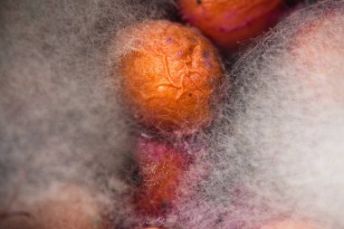 Çürük şeftali, meyve, küf, mantar. Çürük ürün. Bozuk yemek. Çürük böğürtlen Küflü meyveler. Küf mantarı. Kırık çilek yüzeyi. Küflü ürün