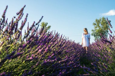 Lviv, Ukrayna yakınlarındaki lavanta tarlaları. Yazın açan lavanta. Beyaz yaz elbiseli bir kız lavanta tarlalarında yürüyor ve elleriyle lavanta çiçeklerine dokunuyor. Seçici odak