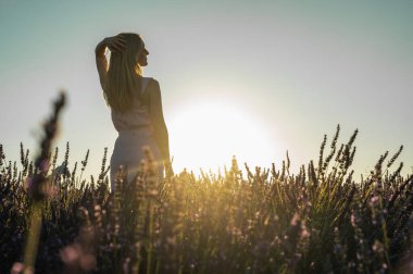 Lavanta tarlasında beyaz bir yaz elbisesi giymiş genç bir kızın portresi. Arkasından bakıyor ve ellerini güneşin tepesine kaldırıyor. Yazın açan lavanta. Gün batımı. Seçici odak