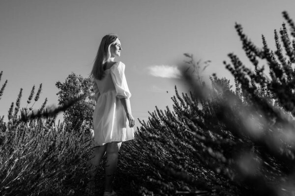Black and white. Lavender fields near Lviv, Ukraine. Blooming lavender in summer. A girl in a white summer dress walks through lavender fields and touches lavender flowers with her hand. Selective focus