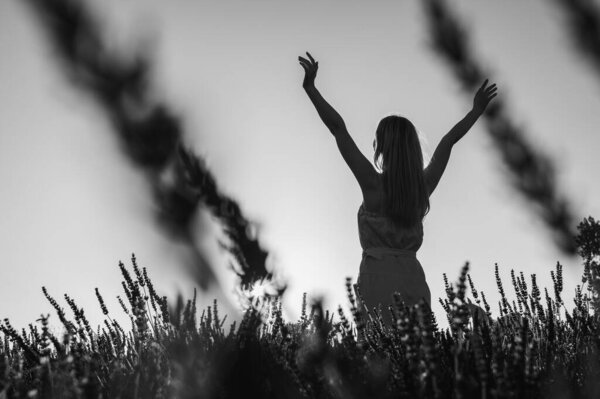 Black and white photo, counter portrait of a young girl in a white summer dress on a lavender field, looks from behind, raised her hands to the top of the sun. Blooming lavender in summer. Sunset.