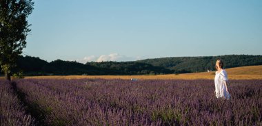 Panoramik fotoğraf, beyaz yaz elbiseli bir kız lavanta tarlasında yürüyor, sıcak gün batımı, panoramik fotoğraf. Lviv, Ukrayna yakınlarındaki lavanta tarlaları. Yazın açan lavanta. Seçici odak