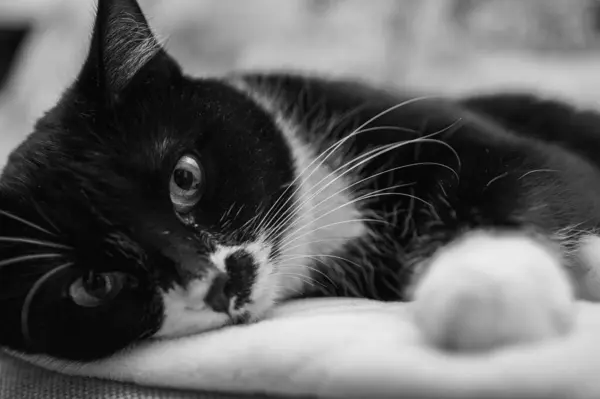 black and white photo, cute black and white kitten, sleepy, resting on paws, dozing, sly look, lying on bed, side view, light background. Selective focus