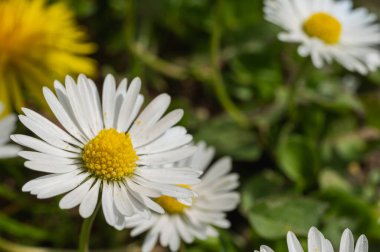 beyaz alan papatyası ve çimen arkaplanı, görünümü kapat