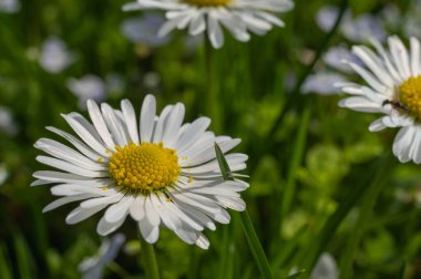 beyaz alan papatyası ve çimen arkaplanı, görünümü kapat