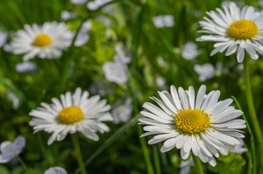 beyaz alan papatyası ve çimen arkaplanı, görünümü kapat