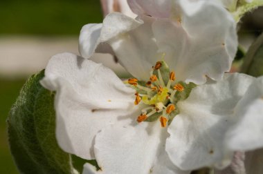 İlk bahar ağaçlarının çiçekleri, elma ağaçlarının beyaz çiçekleri, erikler. Seçici odak, bahar arkaplanı