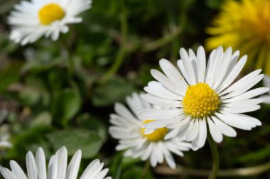 beyaz alan papatyası ve çimen arkaplanı, görünümü kapat