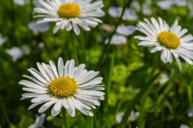 beyaz alan papatyası ve çimen arkaplanı, görünümü kapat