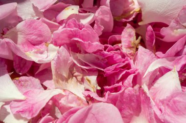 Gül yaprakları, pembe renk