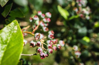 Sabahın köründe çalılıklarda böğürtlen