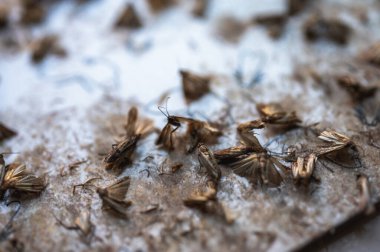 Yapışkan bir yüzeye yapışmış gri güve, yakın görüş, seçici odaklanma. Güvelerin yok edilmesi