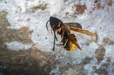 Eşek arısı, eşek arısı yakın plan gri arkaplan