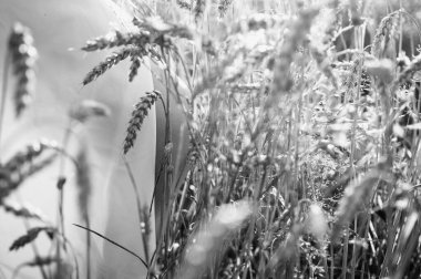 Siyah beyaz fotoğraf, seçici odak, geniş bir alanda genç bir kız, gülümsüyor, bir elbise içinde, Ukrayna 'nın yazıtları, tarlası ve doğası için bir yer.