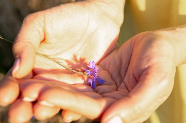 Kız elinde buğday kulakları, gün batımında çelenk tarlada, tepeden manzaralı.