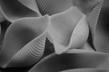 Siyah beyaz fotoğraf, arka plan, farklı şekillerde kuru İtalyan makarnası.