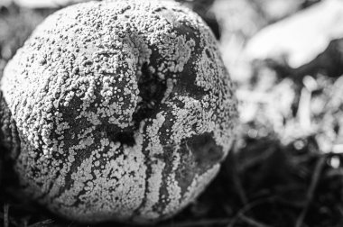 Çürümüş bir meyvenin desenli kalıpla kaplanmış, siyah ve beyazla yakalanmış hali. Kabataslak yüzey ve karmaşık desenler dramatik ve ürkütücü bir etki yaratıyor. Çürüme, doğa ve zaman kavramları için idealdir..