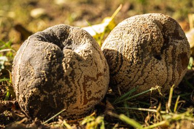 Bozuk elma, yakın çekim, mantar, çürük