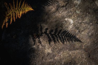 Bir eğreltiotu gölgesinin çarpıcı siyah-beyaz fotoğrafı desenli bir yüzeye yansıtılıyor. Eğreltiotunun çetrefilli ayrıntıları güzel bir şekilde yakalanıyor. Gizem ve entrika hissi yaratıyor..