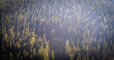 Gökyüzüne uzanan yüksek çam ağaçlarıyla sakin bir orman manzarası. Güneş ışığı yoğun tepe örtüsünün içinden süzülerek büyülü bir atmosfer yaratır. Doğa ve çevre projeleri için mükemmel