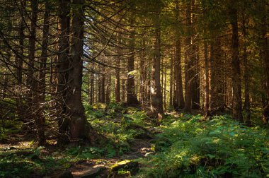 Zeminde uzun çam ağaçları ve eğreltiotu olan yemyeşil bir ormanın içinden geçen bir patikanın fotoğrafı. Güneş ağaçların arasından parlıyor, sıcak ve davetkar bir atmosfer yaratıyor.