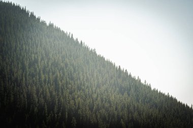 Yeşil bitki örtüsü ve kayalık dokularla kaplı yumuşak güneş ışığıyla yıkanmış dağ yamaçlarının manzarası. Yüksek rakımlı arazinin engebeli güzelliğini gösteren huzurlu bir doğal manzara.