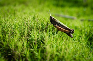 Çekirge yeşil arkaplan, bitki, yakın plan seçici odak noktasında yakın plan görüntüsü