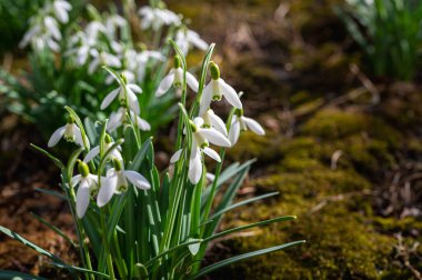 İlkbaharın başlarında açan güzel kar damlası çiçekleri. Narin beyaz yapraklar ve yeşil yapraklar yenilenmeyi, saflığı ve baharın ilk çiçeklerini sembolize eder.