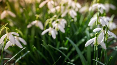 İlkbaharın başlarında açan güzel kar damlası çiçekleri. Narin beyaz yapraklar ve yeşil yapraklar yenilenmeyi, saflığı ve baharın ilk çiçeklerini sembolize eder.