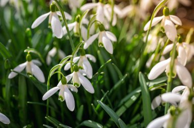 İlkbaharın başlarında açan güzel kar damlası çiçekleri. Narin beyaz yapraklar ve yeşil yapraklar yenilenmeyi, saflığı ve baharın ilk çiçeklerini sembolize eder.