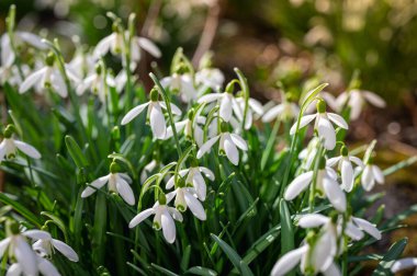 İlkbaharın başlarında açan güzel kar damlası çiçekleri. Narin beyaz yapraklar ve yeşil yapraklar yenilenmeyi, saflığı ve baharın ilk çiçeklerini sembolize eder.