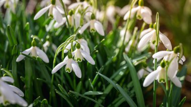 İlkbaharın başlarında açan güzel kar damlası çiçekleri. Narin beyaz yapraklar ve yeşil yapraklar yenilenmeyi, saflığı ve baharın ilk çiçeklerini sembolize eder.