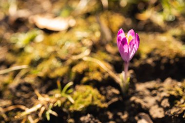 Bahar güneşinin erken saatlerinde açan mor krokus. Yerden çıkan narin çiçek yenilenmeyi ve doğanın uyanışını simgeliyor. Yumuşak bokeh çiçekli canlı bir makro.