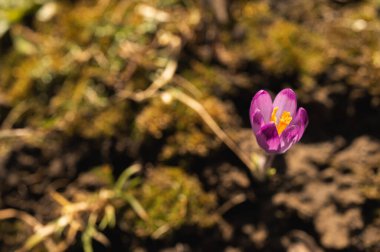 Bahar güneşinin erken saatlerinde açan mor krokus. Yerden çıkan narin çiçek yenilenmeyi ve doğanın uyanışını simgeliyor. Yumuşak bokeh çiçekli canlı bir makro.