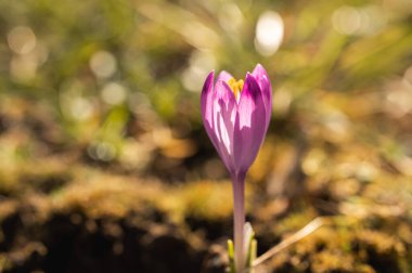 Bahar güneşinin erken saatlerinde açan mor krokus. Yerden çıkan narin çiçek yenilenmeyi ve doğanın uyanışını simgeliyor. Yumuşak bokeh çiçekli canlı bir makro.