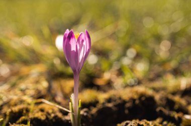 Bahar güneşinin erken saatlerinde açan mor krokus. Yerden çıkan narin çiçek yenilenmeyi ve doğanın uyanışını simgeliyor. Yumuşak bokeh çiçekli canlı bir makro.
