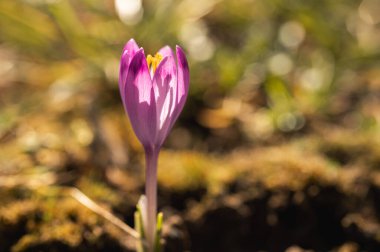 Bahar güneşinin erken saatlerinde açan mor krokus. Yerden çıkan narin çiçek yenilenmeyi ve doğanın uyanışını simgeliyor. Yumuşak bokeh çiçekli canlı bir makro.