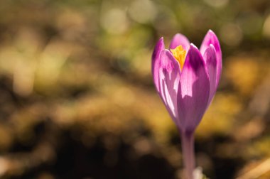 Bahar güneşinin erken saatlerinde açan mor krokus. Yerden çıkan narin çiçek yenilenmeyi ve doğanın uyanışını simgeliyor. Yumuşak bokeh çiçekli canlı bir makro.