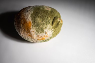 Küfle kaplı çürük bir limonun yakın plan görüntüsü. Yeşil ve beyaz mantarlı çürük narenciye meyvesi besin atıklarını, çürümeyi ve doğal organik süreçleri sembolize eder.