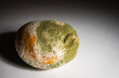 Küfle kaplı çürük bir limonun yakın plan görüntüsü. Yeşil ve beyaz mantarlı çürük narenciye meyvesi besin atıklarını, çürümeyi ve doğal organik süreçleri sembolize eder.