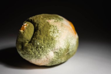Küfle kaplı çürük bir limonun yakın plan görüntüsü. Yeşil ve beyaz mantarlı çürük narenciye meyvesi besin atıklarını, çürümeyi ve doğal organik süreçleri sembolize eder.