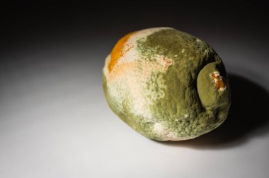 Küfle kaplı çürük bir limonun yakın plan görüntüsü. Yeşil ve beyaz mantarlı çürük narenciye meyvesi besin atıklarını, çürümeyi ve doğal organik süreçleri sembolize eder.