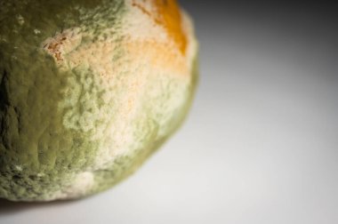 Küfle kaplı çürük bir limonun yakın plan görüntüsü. Yeşil ve beyaz mantarlı çürük narenciye meyvesi besin atıklarını, çürümeyi ve doğal organik süreçleri sembolize eder.